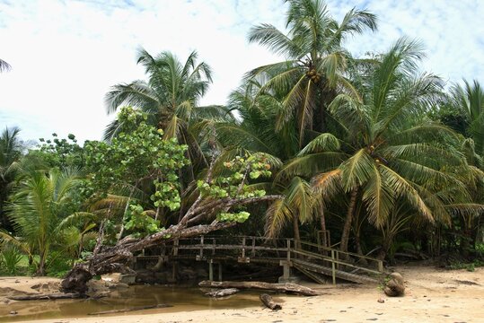 Tropical beach with palm trees and coconut palms