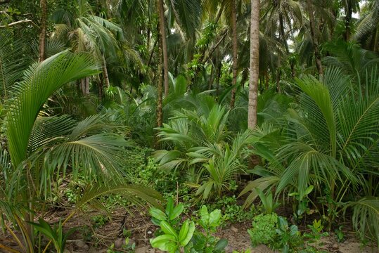 Panama coast  - palm trees in the garden in Bocad del Toro