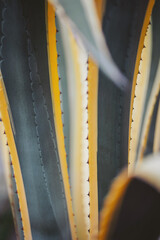 Obraz premium Tall, striking leaves in shades of green and yellow stretch upward, catching the warm summer sunlight. A sensation of peace fills the garden as nature reveals its beautiful patterns