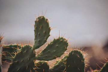 A vibrant cactus stands proudly with its sharp, green pads pointing upward. The soft sunlight highlights the delicate spines, creating a stunning contrast against the blurred desert backdrop © Cristina