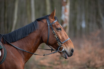 Obraz premium Bay horse with bridle chewing grass in forest