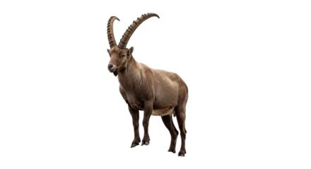 Fototapeten Antilope antelope isolated on white background, png  © Hachi