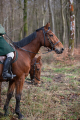 Two bay horses with rider in green hunting coat in forest
