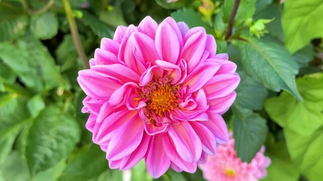Pink Dahlia  bloom  in rustic garden in sunny background. 
