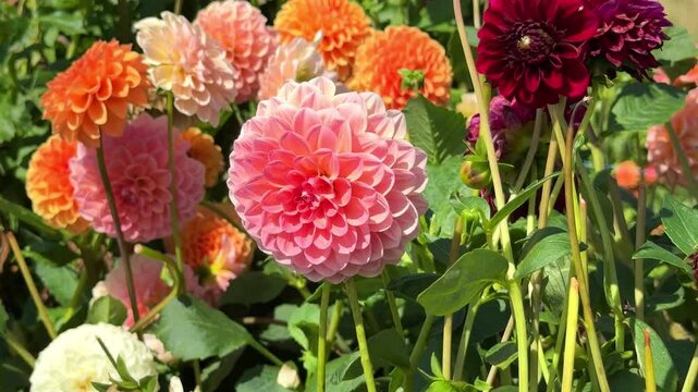 Pink Dahlia Mix blooms  in rustic garden in sunny background. 