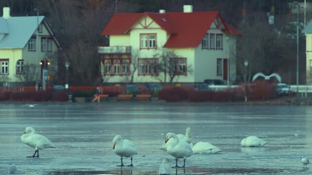 Runner on Lake Tj&ouml;rnin Waterfront at Dawn with Swans and City Houses