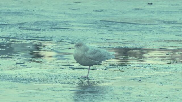 Zoom Out from Small Bird on One Leg to Swans and Ducks on Frozen Lake