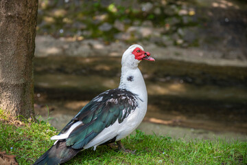 a colorful duck with a red nose