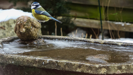 Blue tit perching on birdbath with freezing winter water © Michael