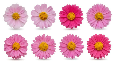 A group of pink flowers with yellow centers