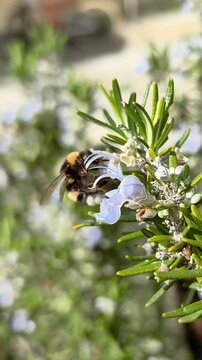 Bombus bee insect macro view while collect pollen on spirng flower, vertical 4k wild animal slow motion
