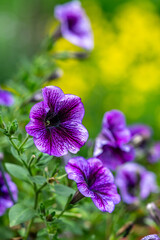 Obraz premium purple flowers in the garden