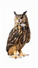 Obraz premium Owl Sitting on White Background, Wild Nocturnal Bird Close Up No Shadow