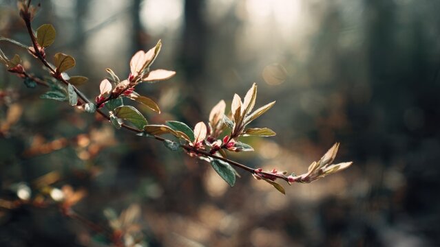 New Spring Leaves in Sunlight