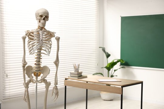 Human skeleton model in classroom. Anatomy lesson