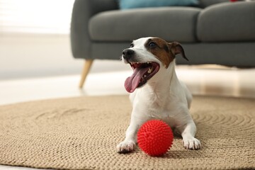 Jack Russell dog and toy ball on floor at home