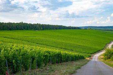 Naklejka premium Hilly green vineyards on limestone soils near Les Riceys champagne wine making villages in Cote des Bar, South of Champagne region, France
