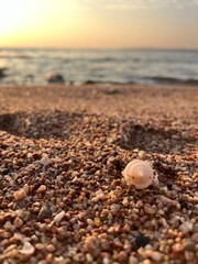 Shell on the sand at sunset.