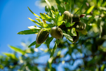 Fototapeta premium Cultivation of organic almond nuts, green almond tree with ripe ready for harvesting nuts