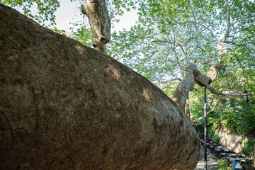 A 1000-year-old historical plane tree located in Bursa Türkiye