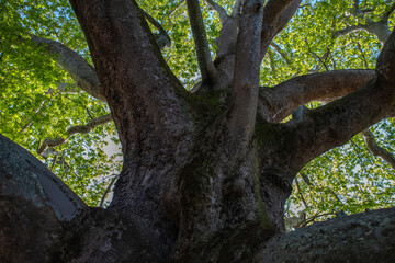 A 1000-year-old historical plane tree located in Bursa T&uuml;rkiye