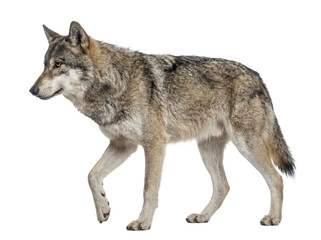 Gray wolf walking isolated on white background © Trixy