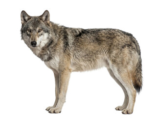 Gray wolf side view isolated on white background © Trixy
