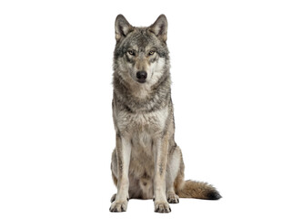 Gray wolf sitting front view isolated on white background © Trixy