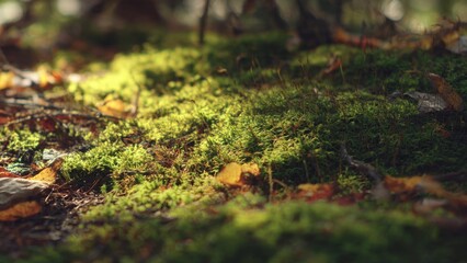 Obraz premium Lush Green Moss in Forest