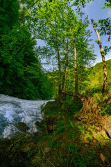 Obraz premium Incredible vertical photo captures the dramatic turbulence of a rushing river flowing past a dense. Dark forest wall, where strong sunlight fiercely illuminates the rich green canopy.