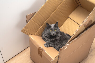 Curious Cat Sitting in a Cardboard Box &ndash; Cats Love Boxes