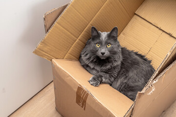 Curious Cat Sitting in a Cardboard Box &ndash; Cats Love Boxes