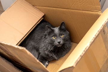 Curious Cat Sitting in a Cardboard Box &ndash; Cats Love Boxes