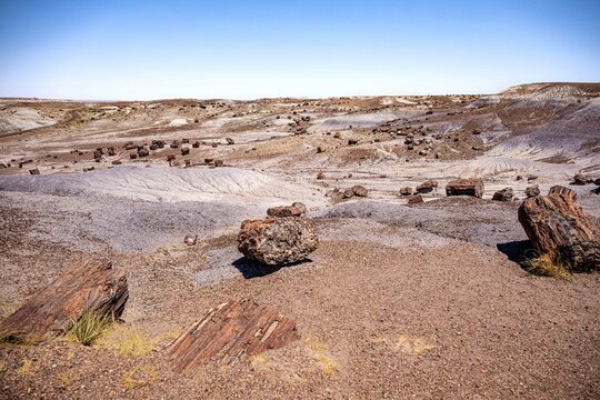 Petrified forest 