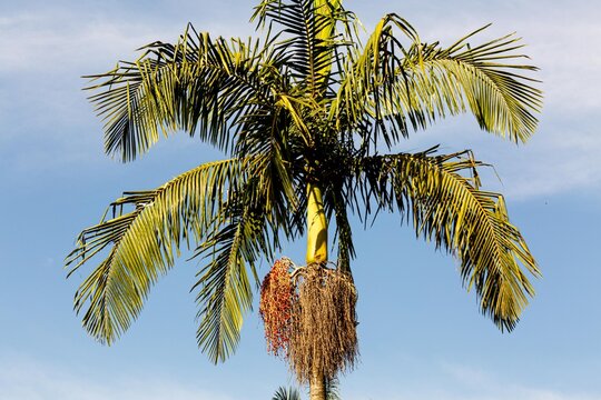 Copa de coqueiro com cacho de frutos. 