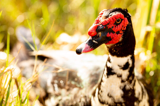 Prato de cor preta com crista vermelha. 
