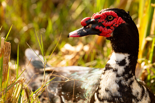 Prato de cor preta com crista vermelha. 