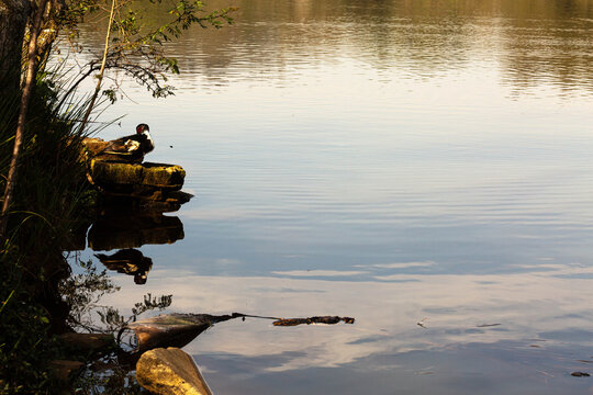 A duck at the edge of a lake, near aquatic vegetation, in a natural setting. The photograph shows the animal in its habitat, with water and plants in the background, conveying a serene and tranquil.