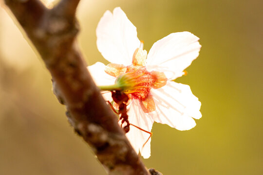 Formiga sa&uacute;va carregando uma flor de cerejeira. 