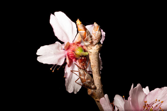 Formiga sa&uacute;va carregando uma flor de cerejeira. 