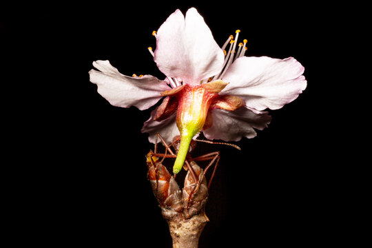 Formiga sa&uacute;va carregando uma flor de cerejeira. 
