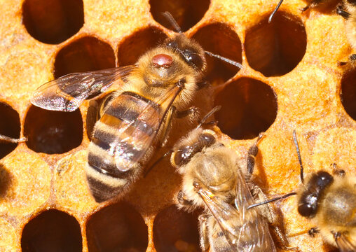 A bee with a varroa mite clinging to its body. The Varroa mite is a dangerous parasite for bees.
