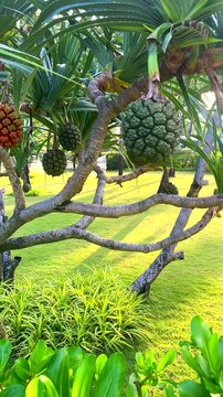 Pandanus tree. Pandanus fruit on tropical tree. Tropical fruit of pandanus tree. Pandan tropical fruit in green and orange color on palm tree. Onamental plant in tropical garden near hotel park.