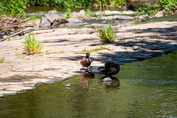 River Sazava in Tynec nad Sazavou city in June 2025
