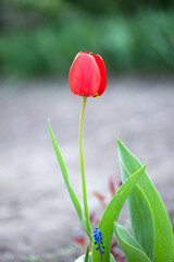 Naklejka premium Tulipa. red tulip. beautiful flower blooming in spring on a flower bed in the garden. delicate red tulips. floral holiday background. spring flowers, a gift to your girlfriend, close-up, bokeh.