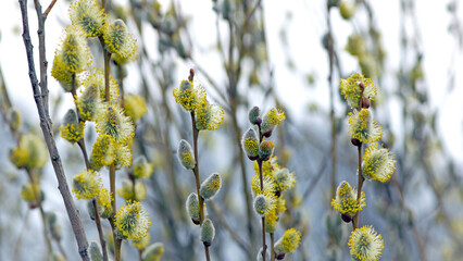 fluffy yellow flowers bloom on a willow branch. Yellow flowers of a willow on a branch in the spring forest. beautiful festive spring background. beauty nature, bokeh, close-up, Macro photo. © Oleksandr Filatov