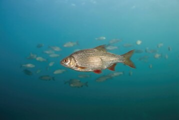 Fototapeta premium A single silver bream or roach fish swimming alone in deep blue water with a school of fish blurred in the background.