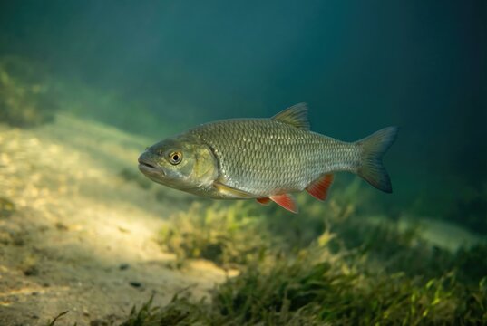 Close-up of an ide or chub fish with red fins swimming above a sandy riverbed with green algae.