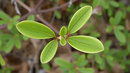 Simple alternate distally emarginate oblanceolate entirely margined leaves of Bigpod Buckbrush, Ceanothus Megacarpus, Rhamnaceae, native shrub in Topanga State Park, Santa Monica Mountains, Winter.