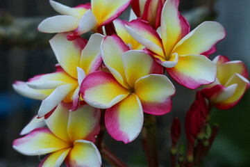 Close up of Vibrant Pink, Yellow, and White Frangipani or Plumeria Flowers in Full Bloom with Delicate Petals.